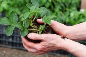 Am besten Erdbeeren pflanzen und pflegen