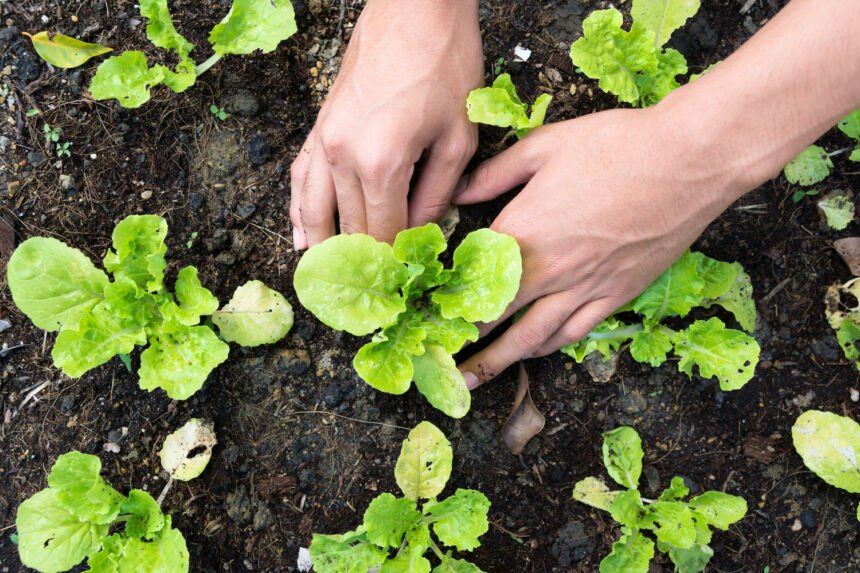 Am besten Salat anbauen im Hochbeet