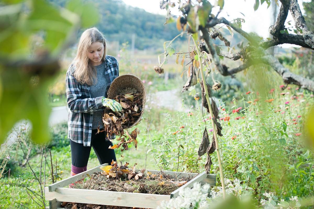 Am besten Kartoffeln anbauen für maximalen Ertrag